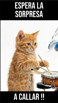 Atención al gatito que viene. #humor #gatitos #animales #shorts