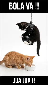 ¡BOLA VA! ? Ni un tazón de leche tranquilo. #gatitos  #bromasdegatos #leche #humor #gatosdivertidos