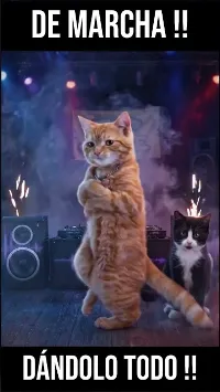 ¡Gatitos de fiesta! ??#Shorts #DaviticoConHumor #Humor #Gatitos #GatosGraciosos #Mascotas