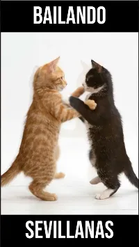 ¡Olé! ? Duelo de Sevillanas Gatunas #gatitos
