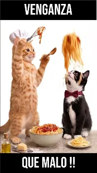 Mi gato sigue cocinando, pero esta vez solo por venganza. #humor #gatitos #comedia #animales #shorts